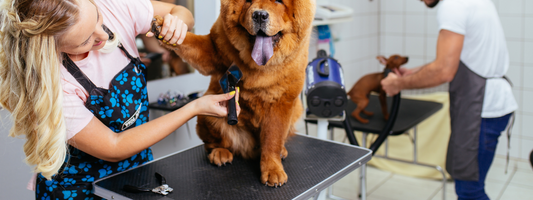 Home Grooming vs. Salon Grooming: What’s Best for Your Dog?